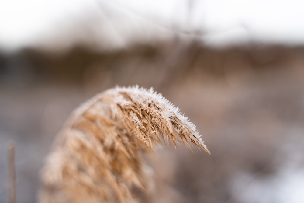 a close up of a plant with a blurry background