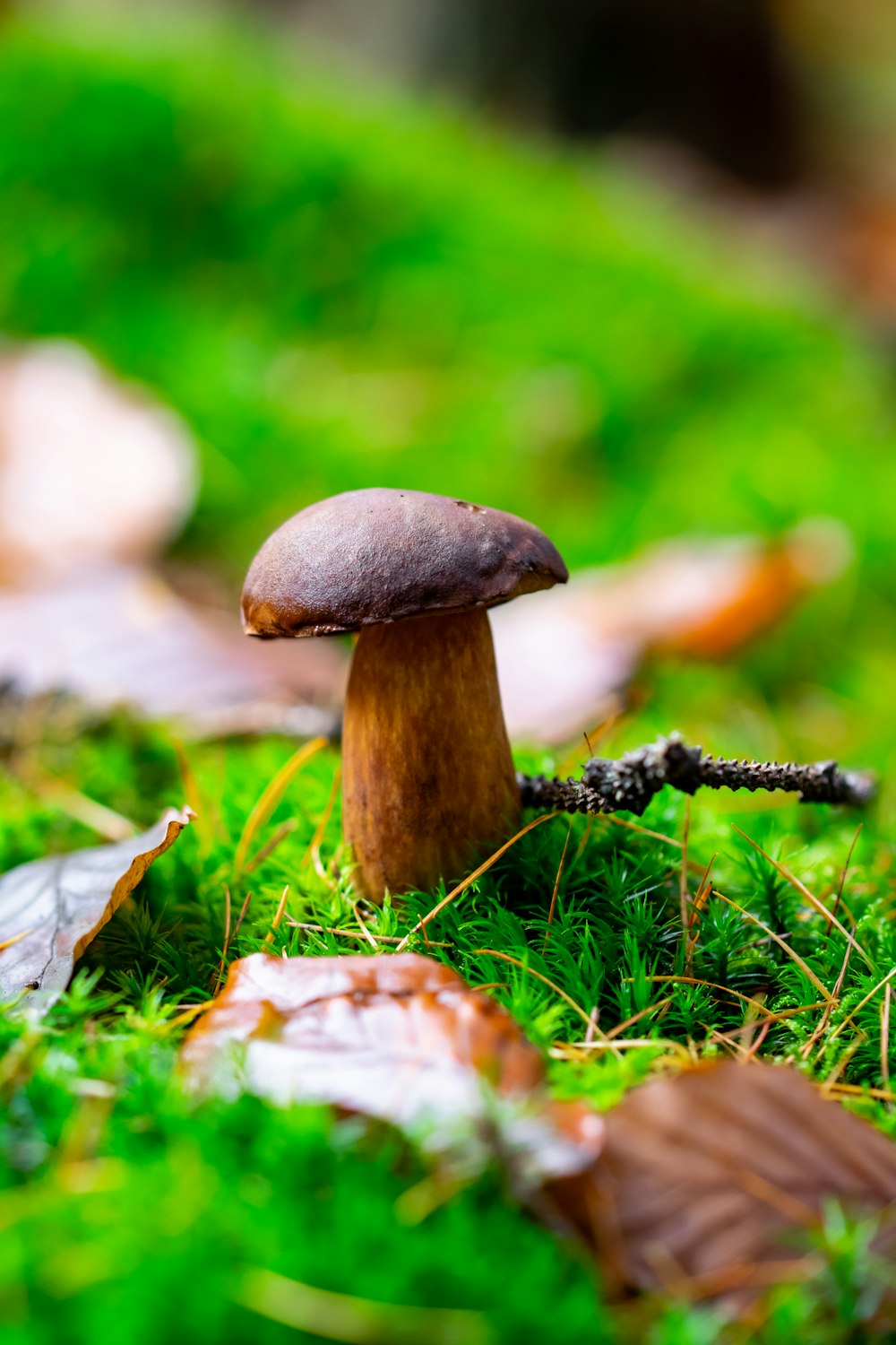 a mushroom sitting on top of a lush green field