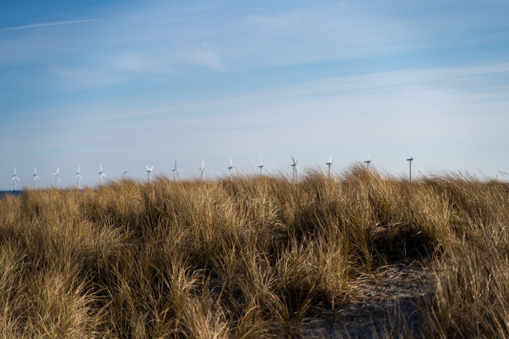 a grassy field with a bunch of windmills in the distance