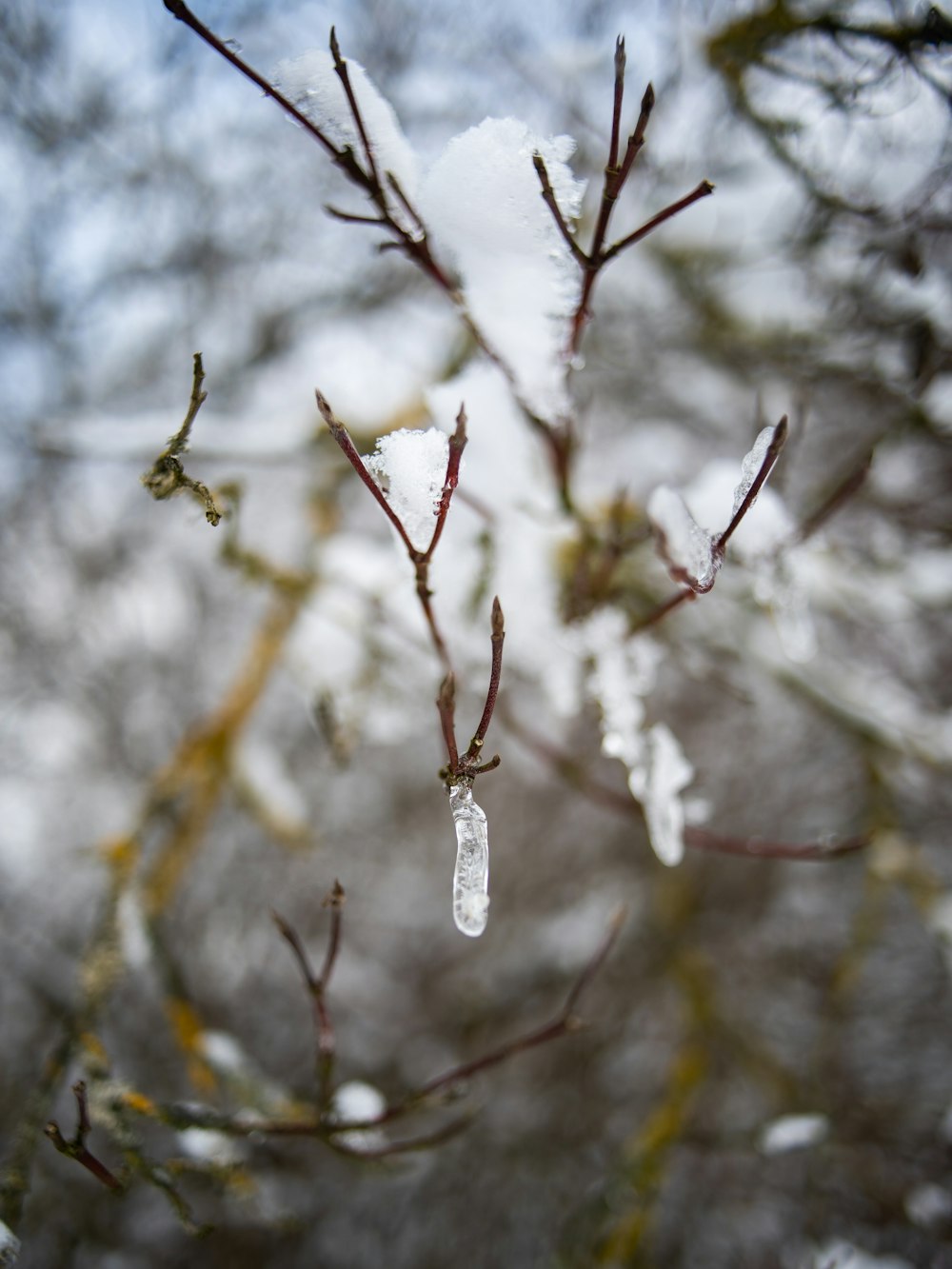 a snow covered tree branch with a drop of water hanging from it