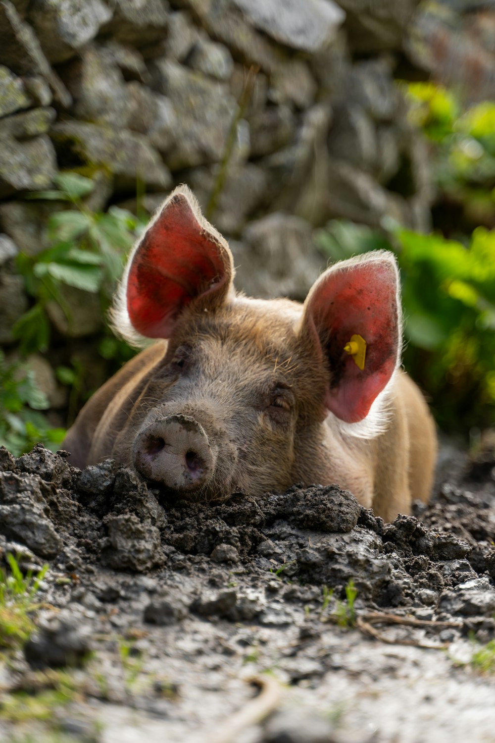 a small pig laying on top of a pile of dirt