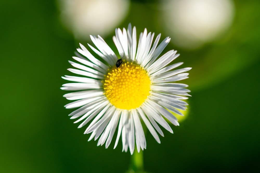 a close up of a flower with a bug on it