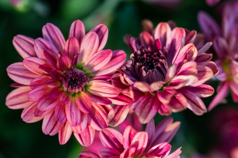 a close up of a bunch of pink flowers