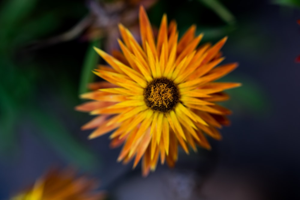 a close up of a yellow and orange flower