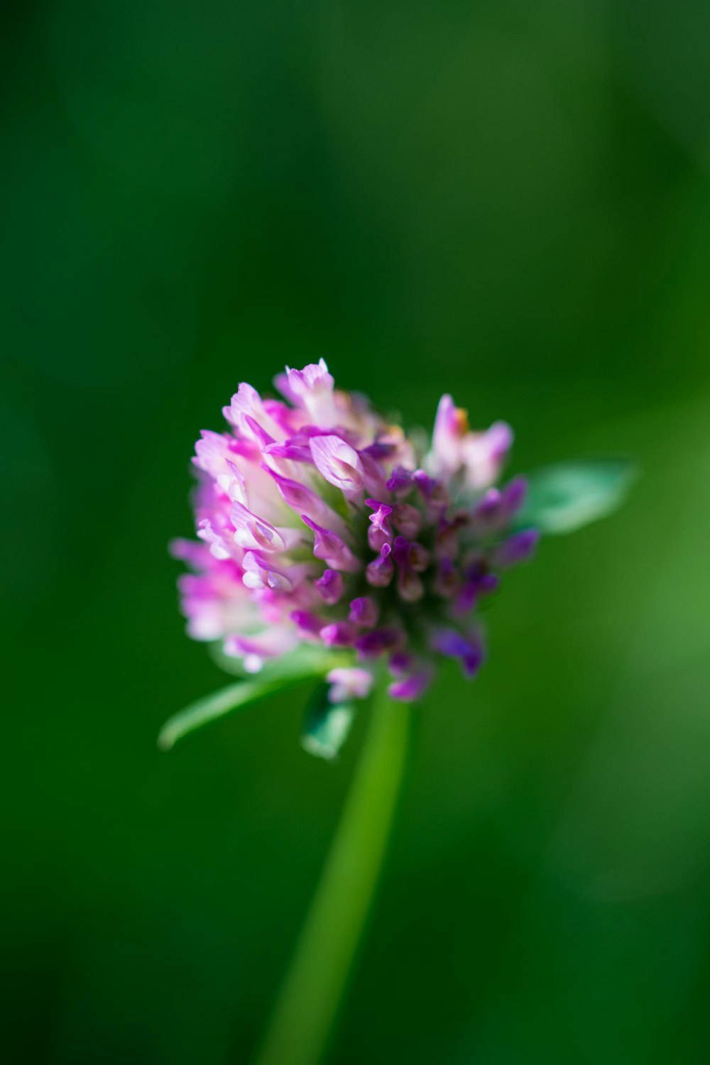 a close up of a flower with a blurry background