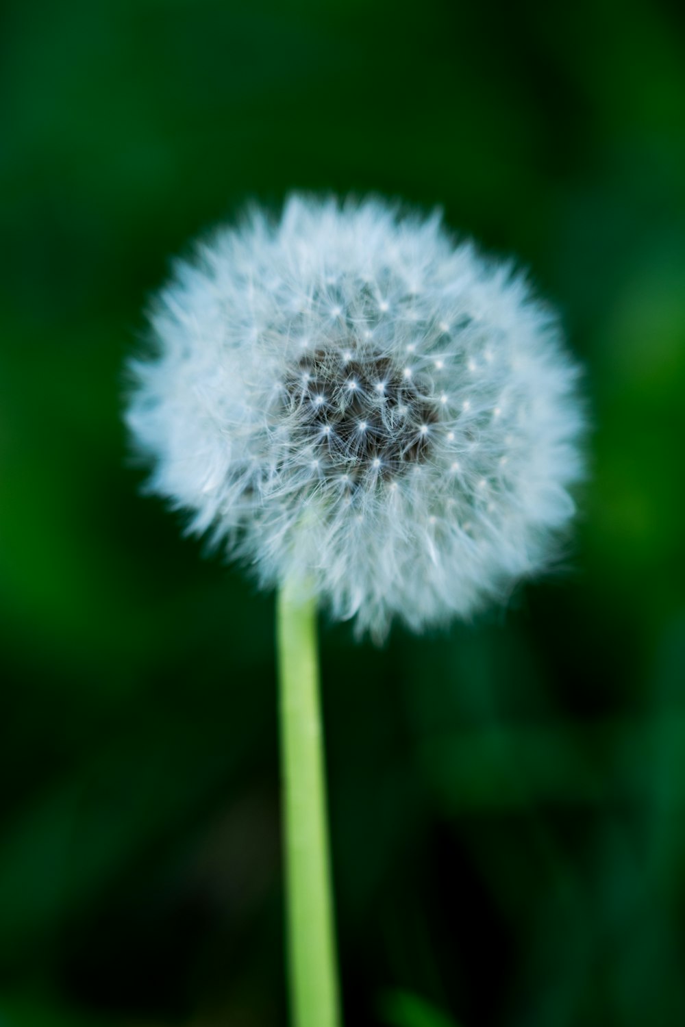 a close up of a dandelion with a blurry background