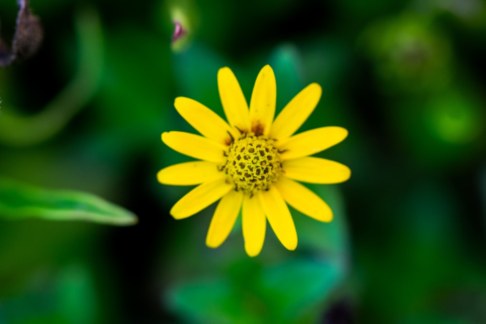 a yellow flower with green leaves in the background