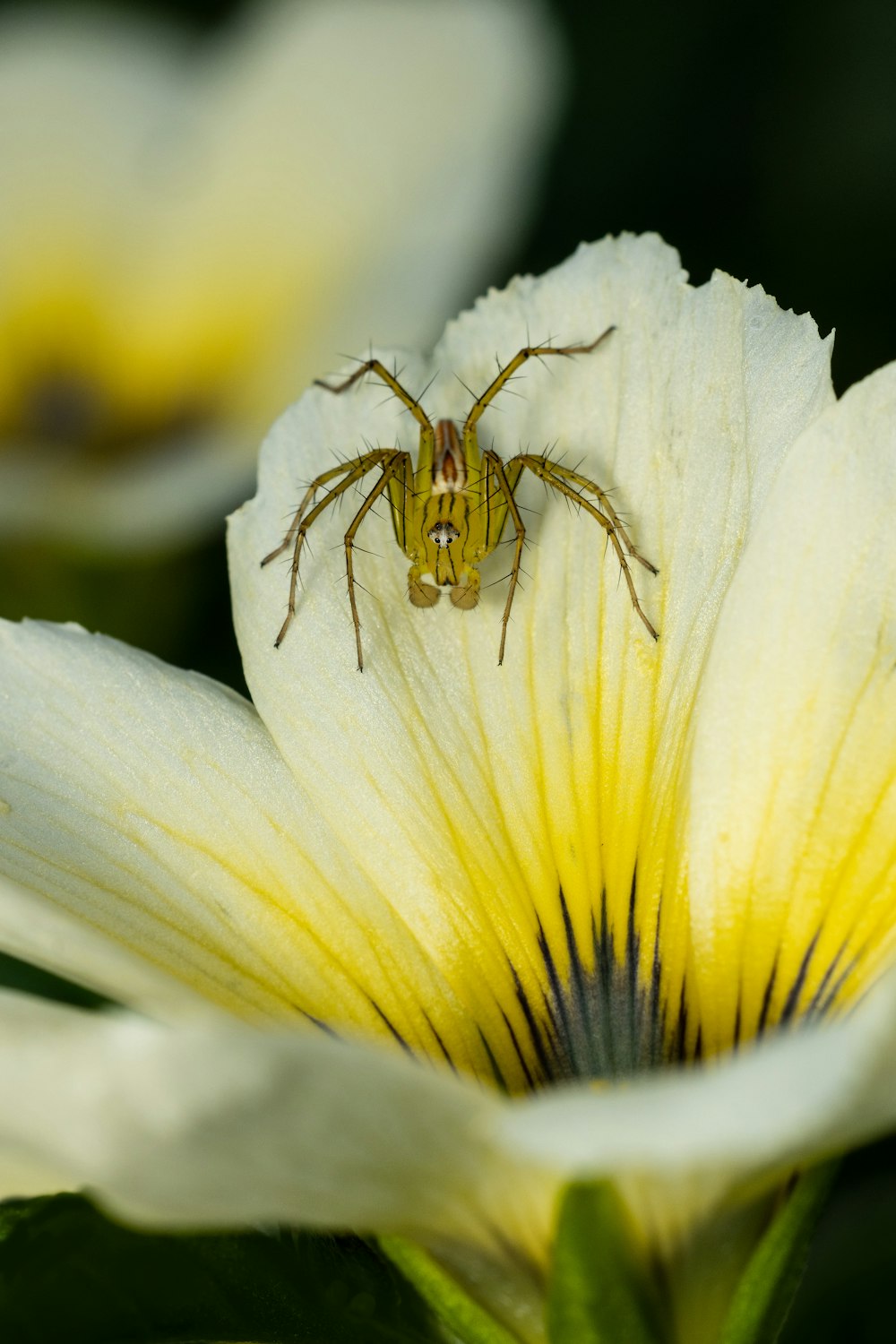 a spider sitting on top of a white flower
