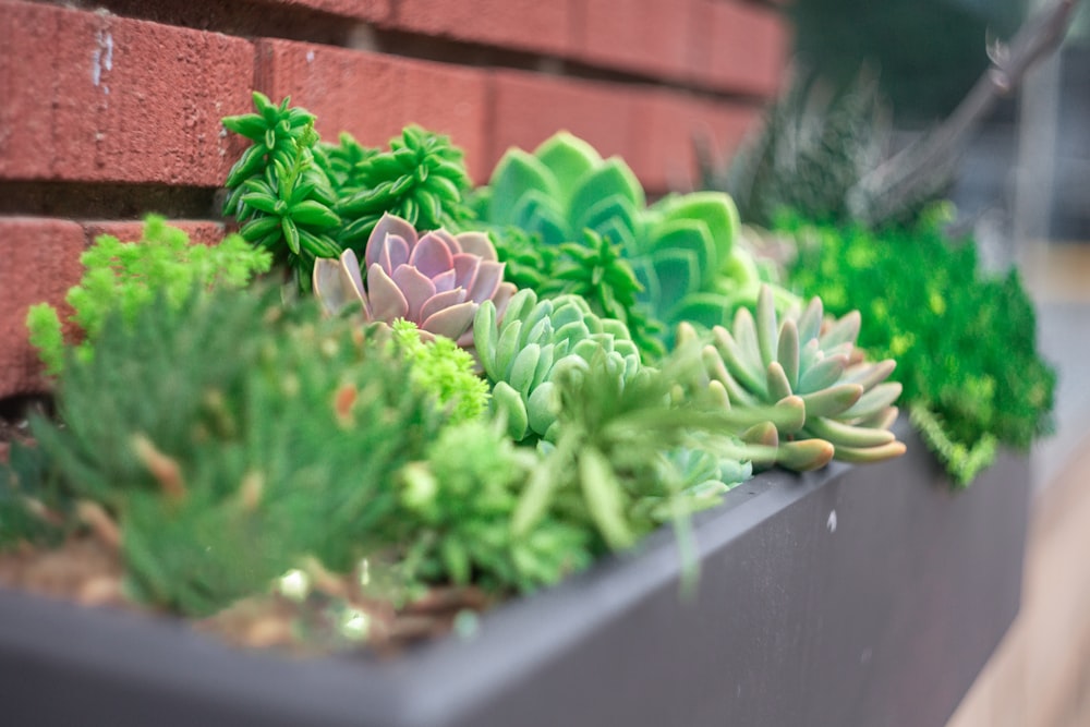 a close up of a planter with succulents growing out of it