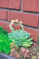 A small garden arrangement featuring a variety of succulents is placed against a red brick wall. The centerpiece is a large, green echeveria with thick, fleshy leaves. Surrounding it are smaller succulents in shades of green and pink, and bright green moss. A flowering stalk with delicate yellow and red flowers arcs gracefully over the echeveria.