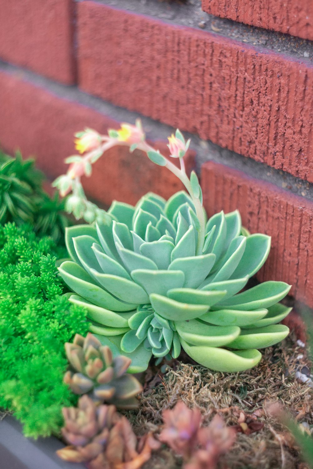 a close up of a plant near a brick wall