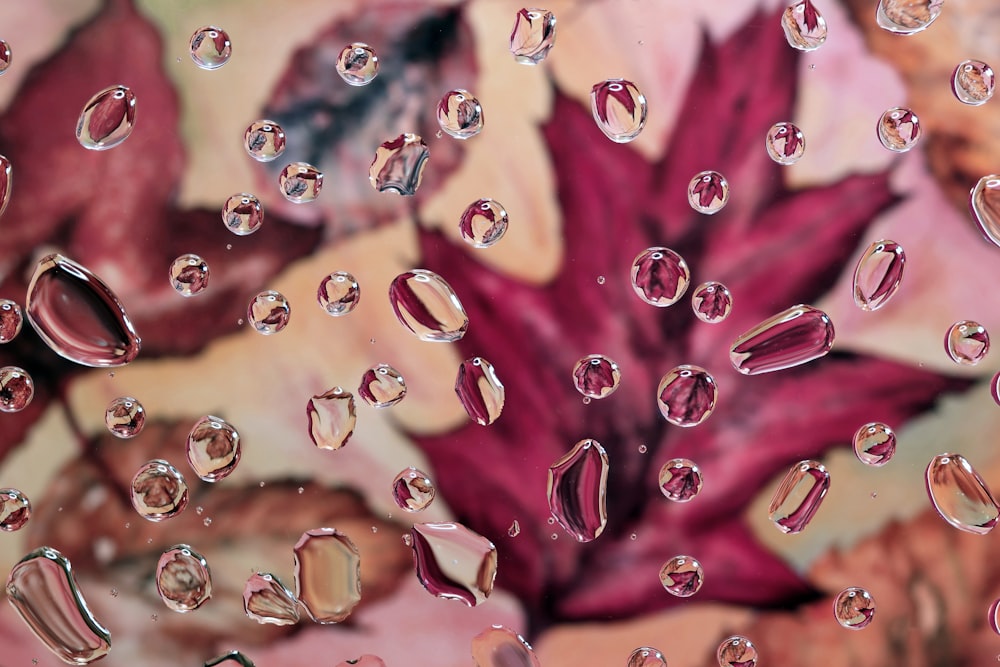 a close up of water droplets on a flower