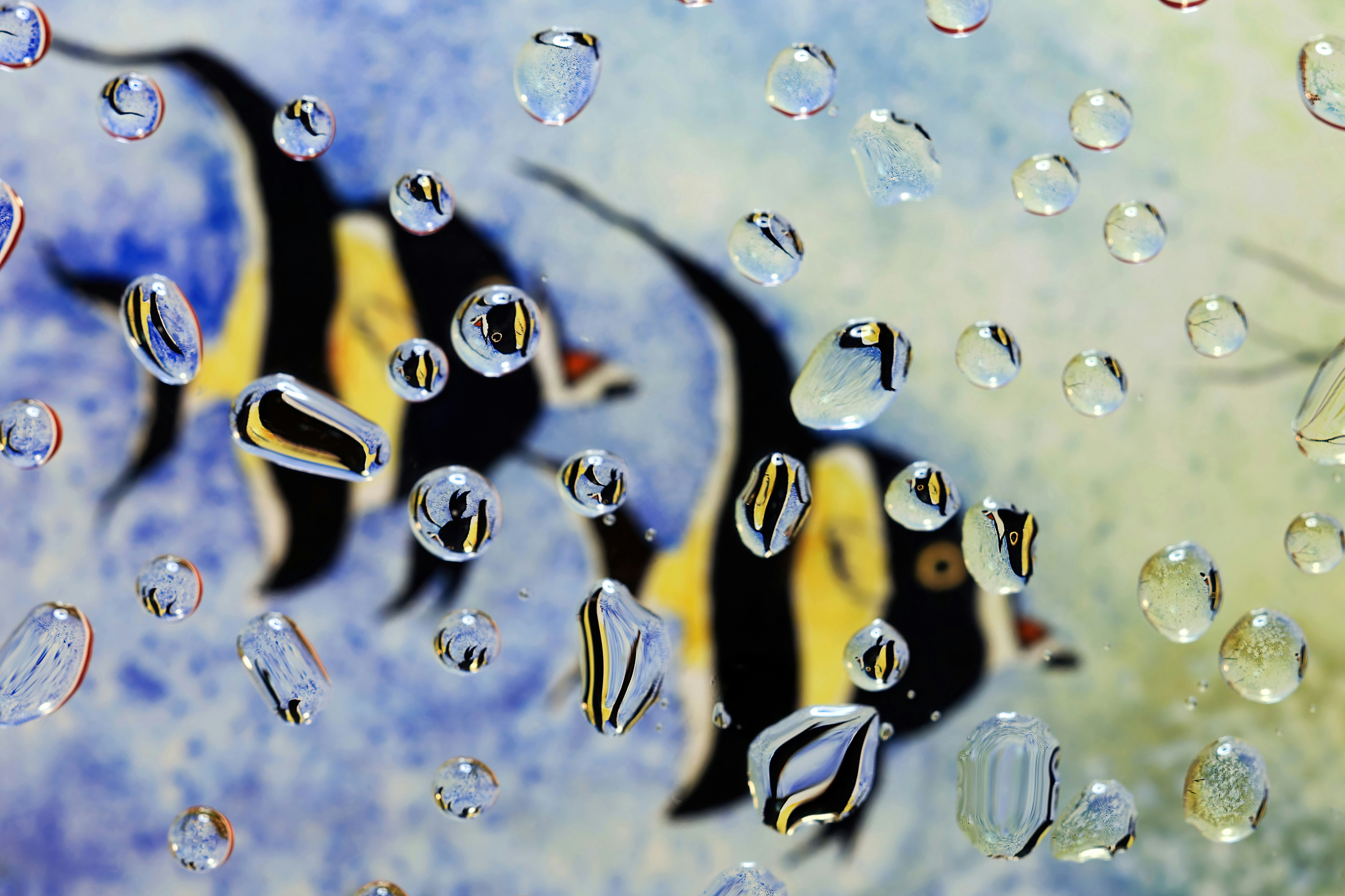a group of fish swimming in a pool of water