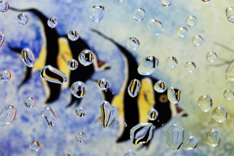 Multiple water droplets are suspended in the foreground, each refracting the image of two black and yellow fish swimming against a blurred blue background. The droplets act as tiny lenses, creating sharp miniature images of the fish within them.