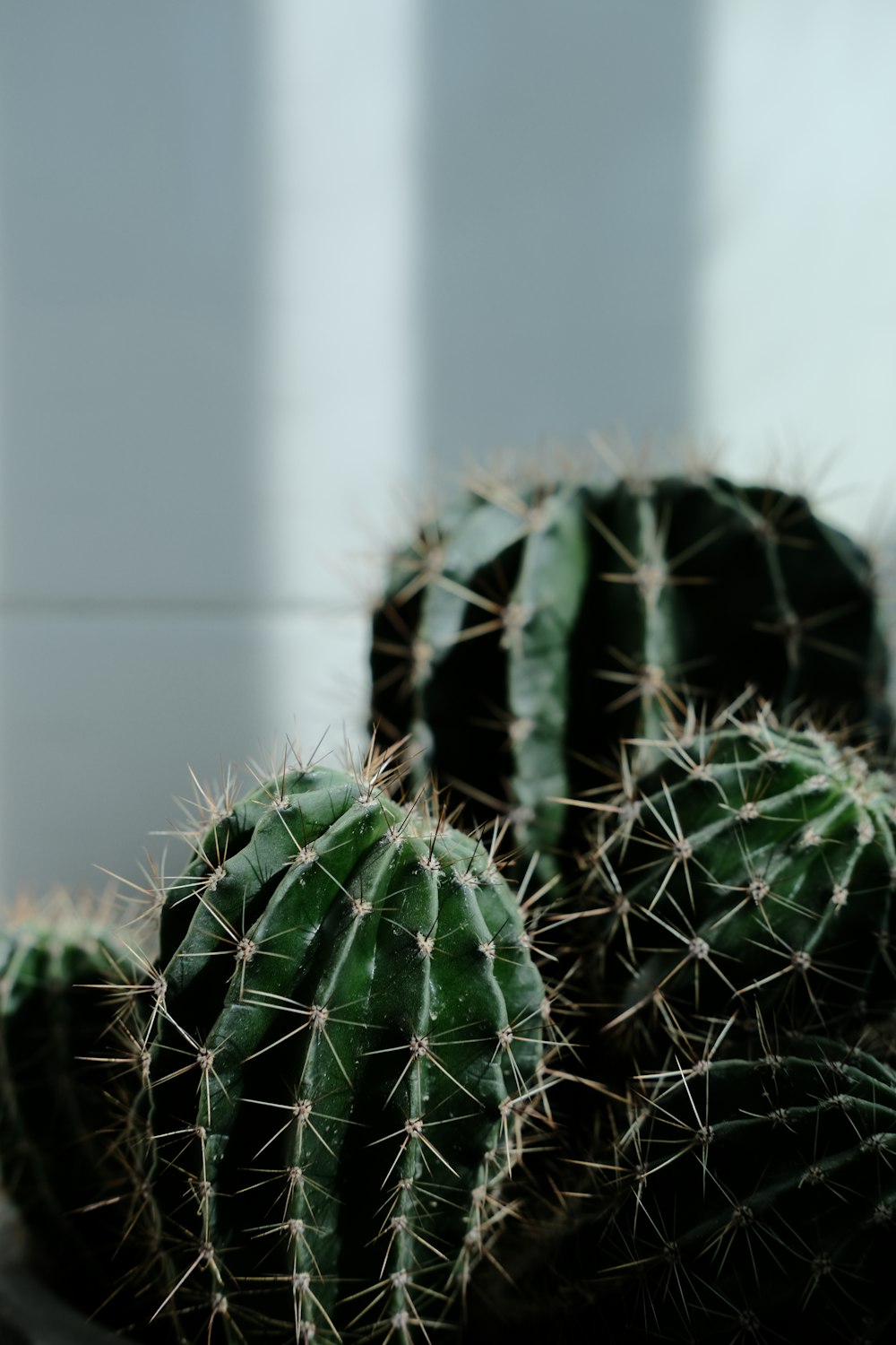 a close up of a cactus in a pot