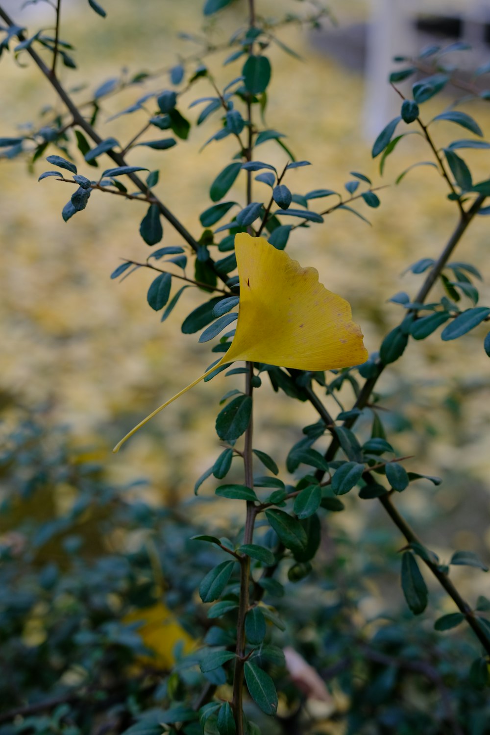 a yellow flower with green leaves on a bush