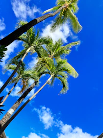 Lush green palm plantation stretching to the horizon under a clear blue sky, symbolizing growth and sustainability.