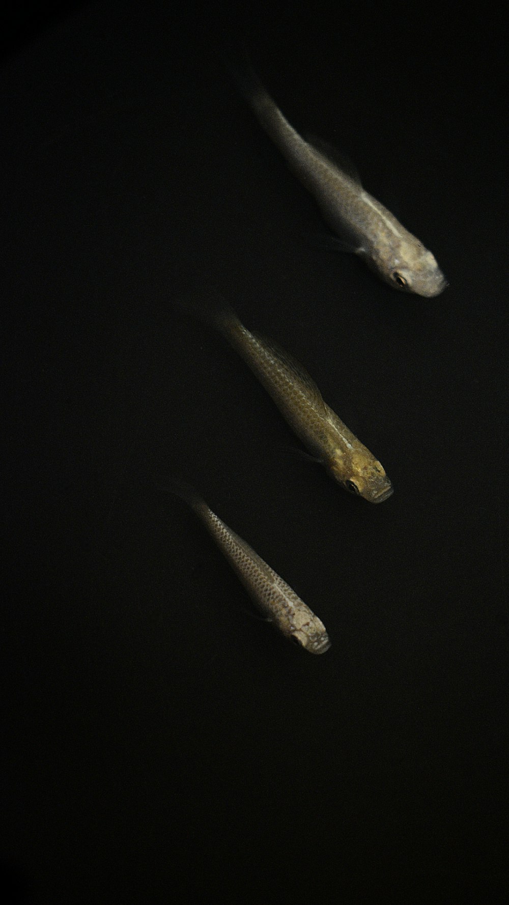 a group of fish floating on top of a black surface