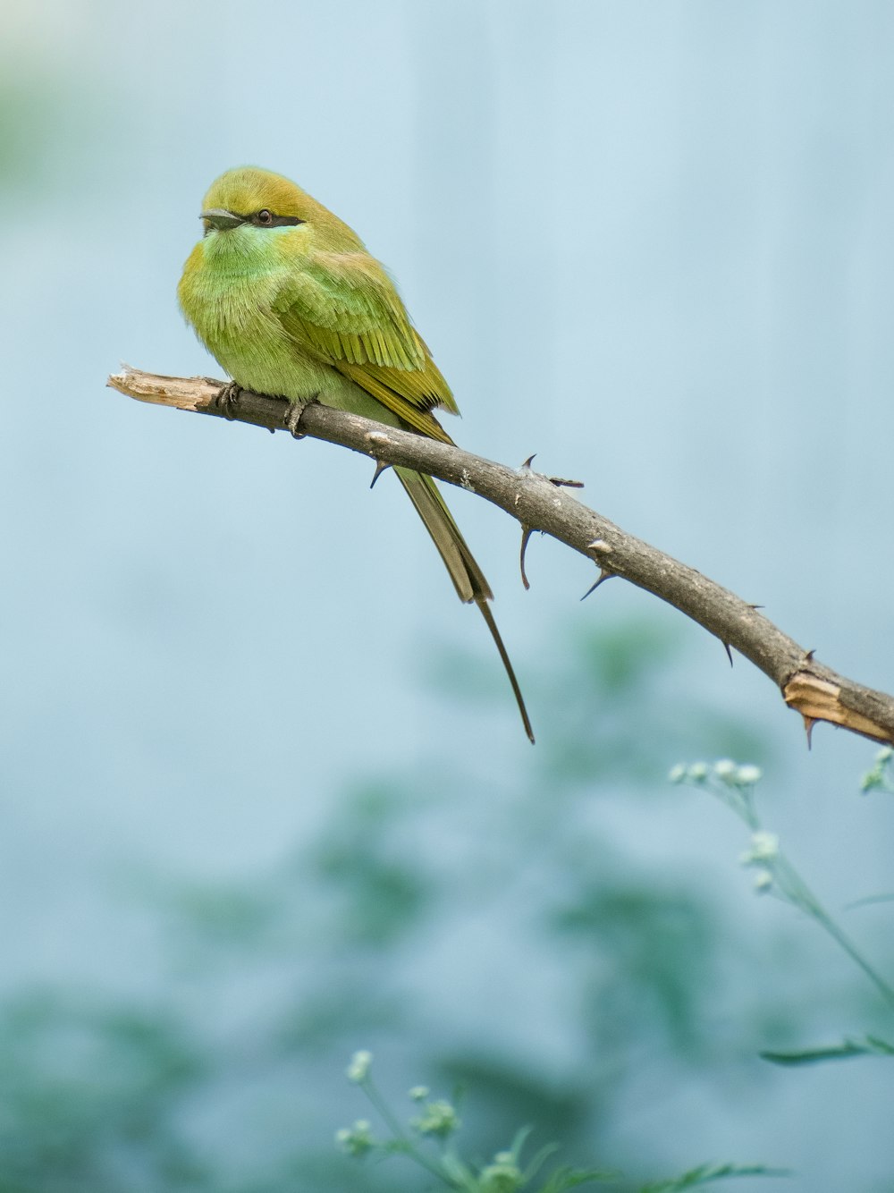 a small green bird sitting on a branch