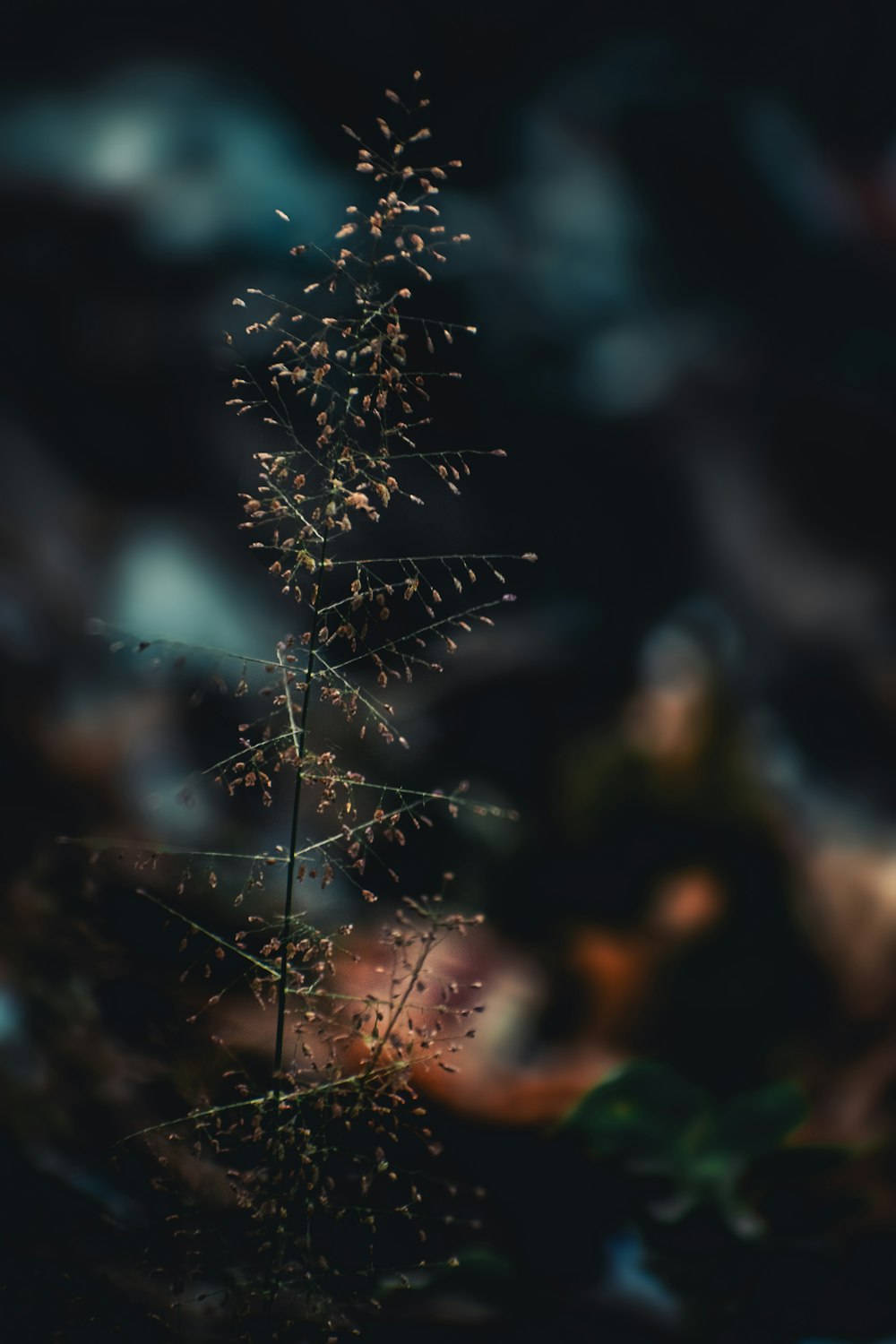 a close up of a plant with lots of tiny flowers