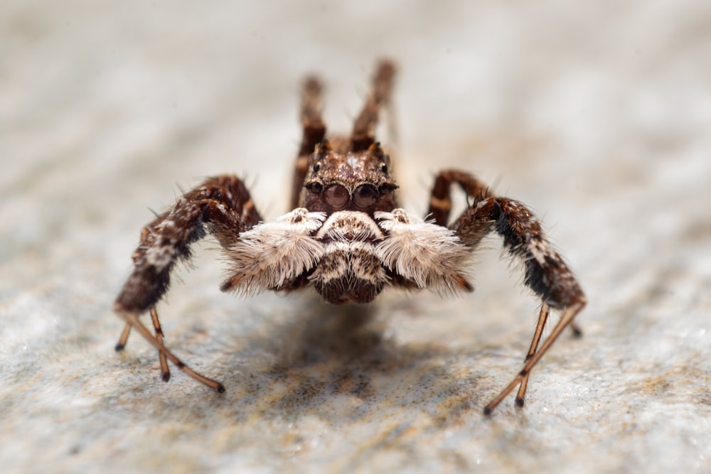 a close up of a spider on the ground