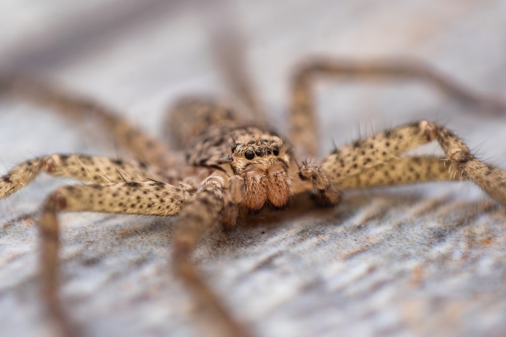 a close up of a spider on a surface