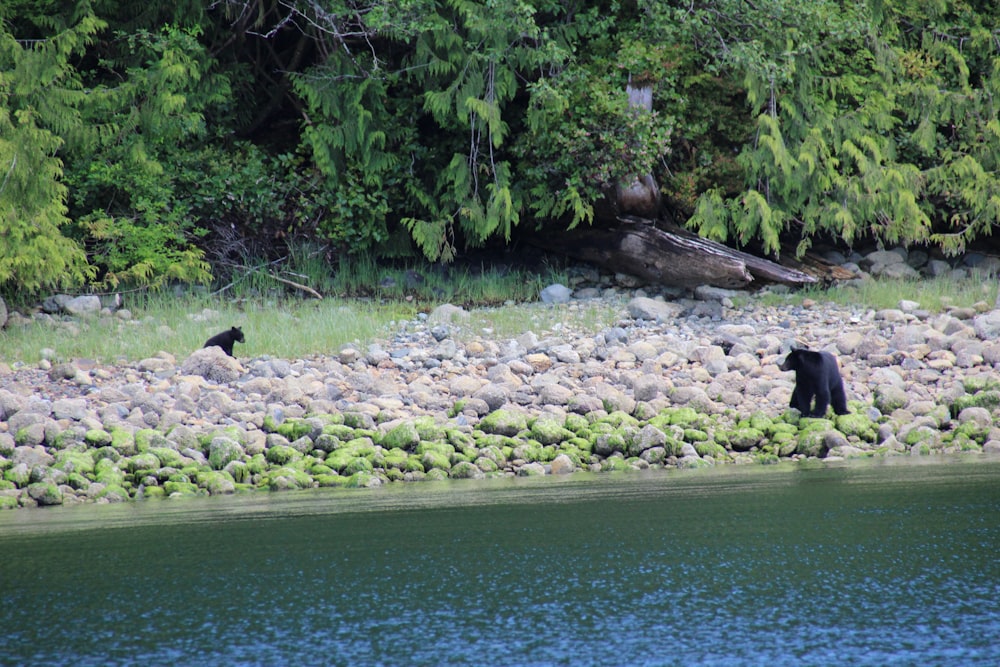two black bears walking along a river bank
