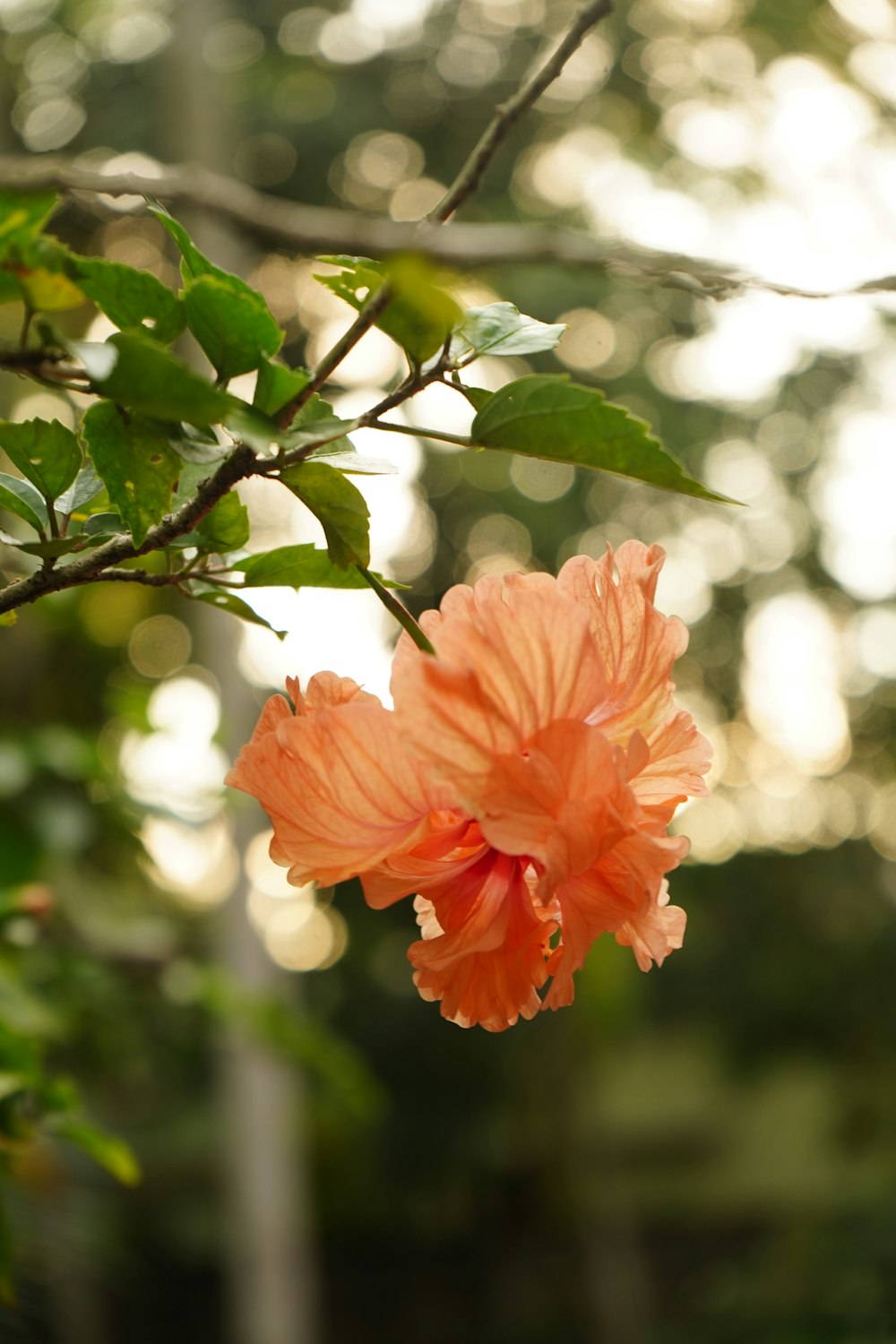 a large orange flower hanging from a tree