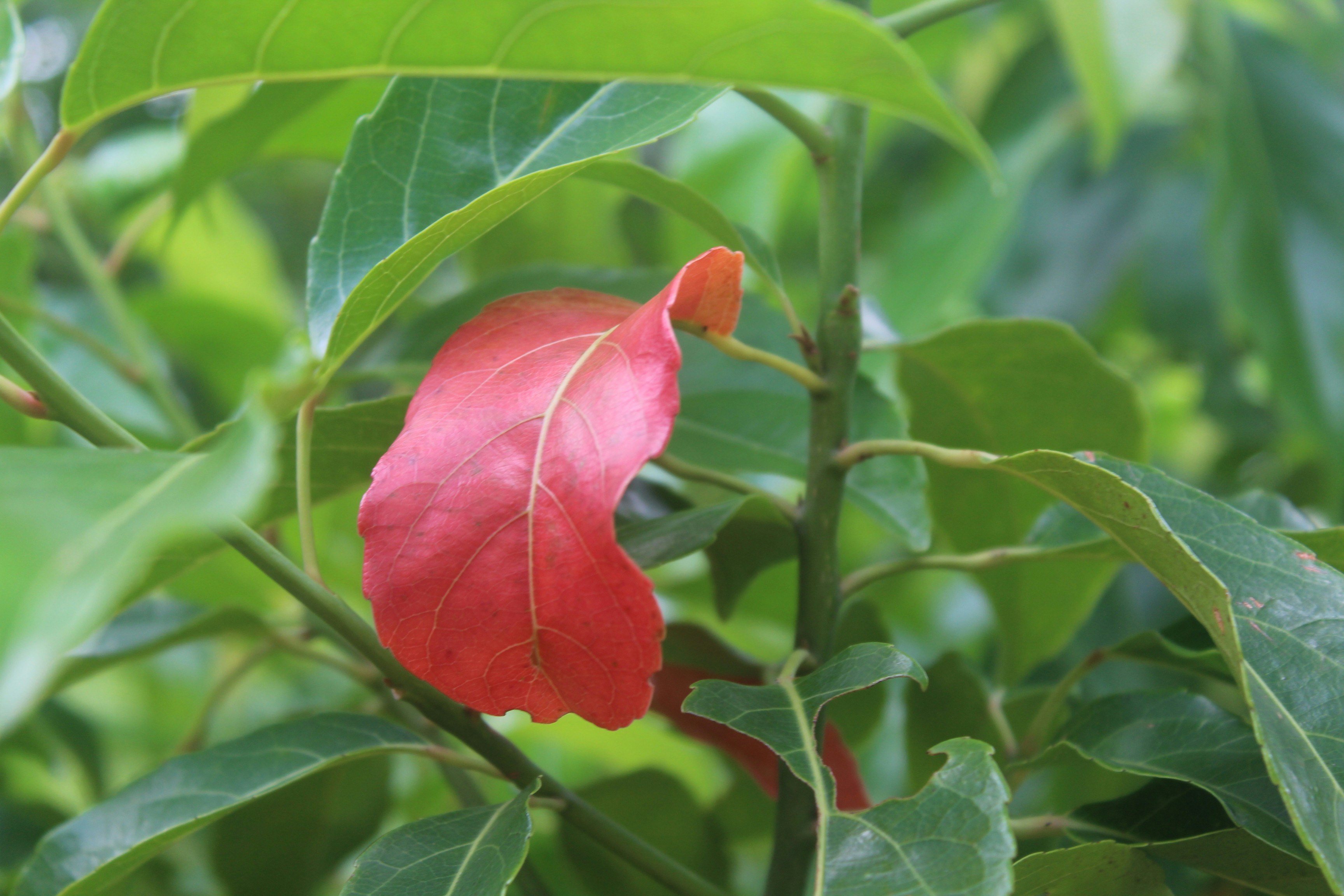 Photo by tobarakhossain