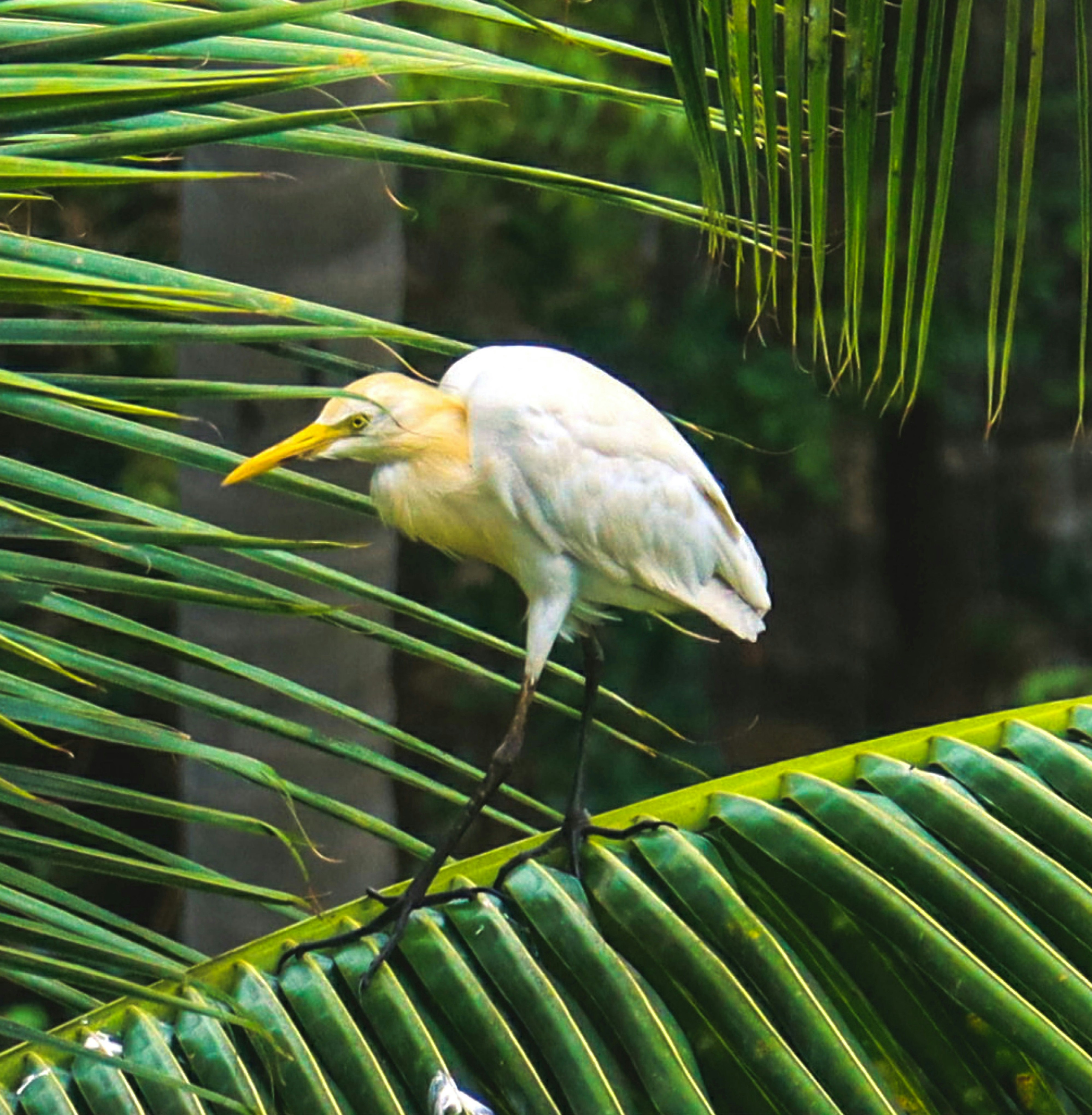 woman wearing yellow long-sleeved dress under white clouds and blue sky during daytime