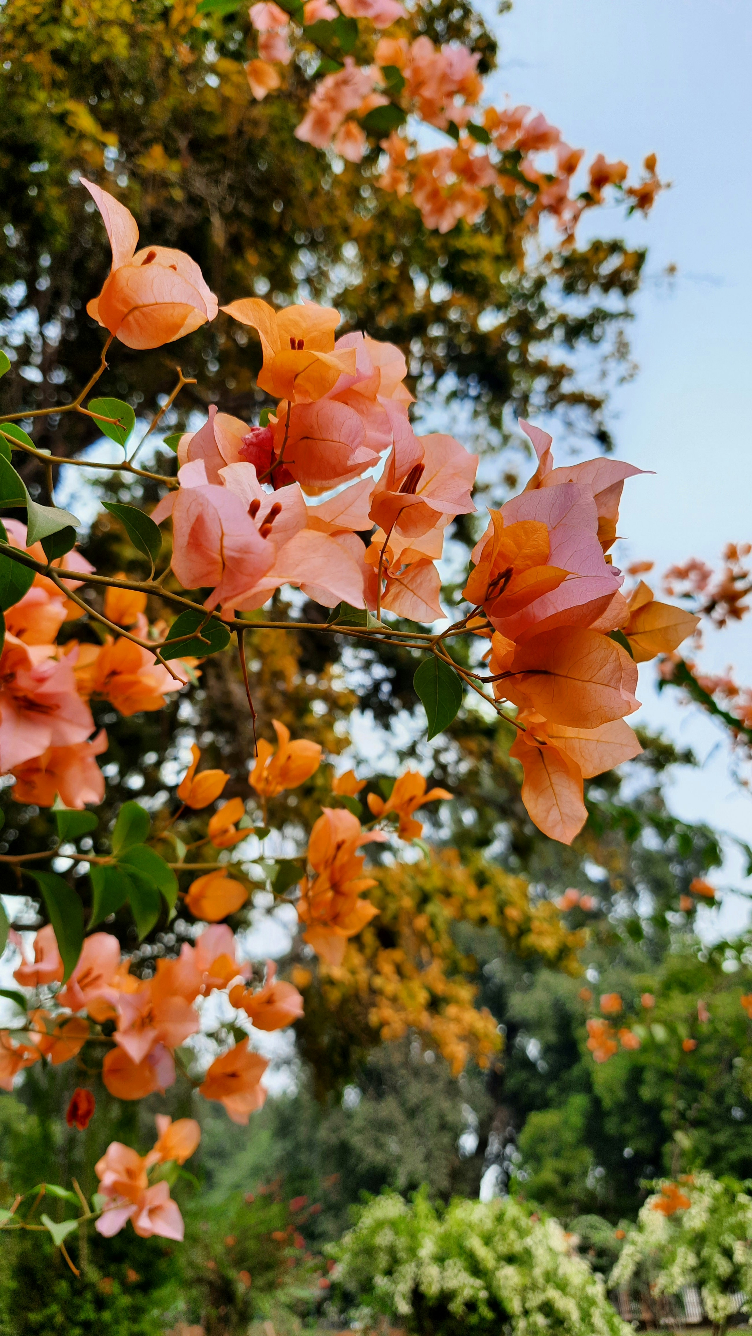 Photo by i_bluebell_i