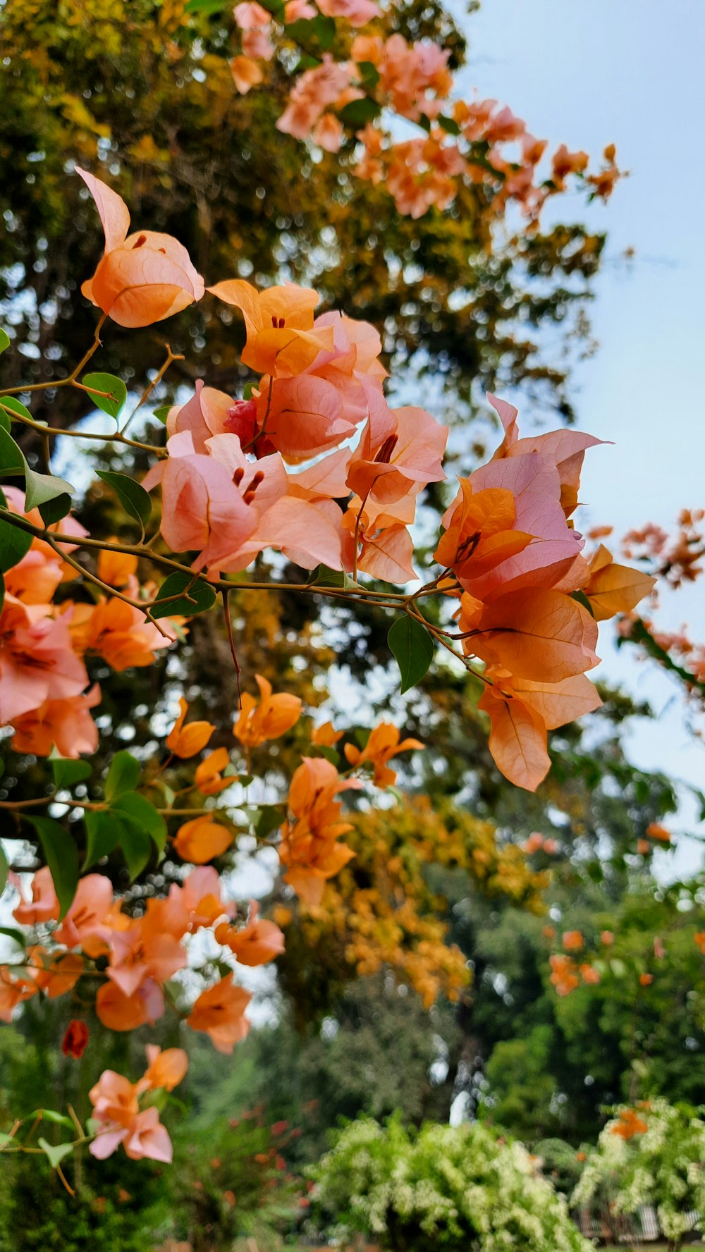 a tree filled with lots of pink flowers