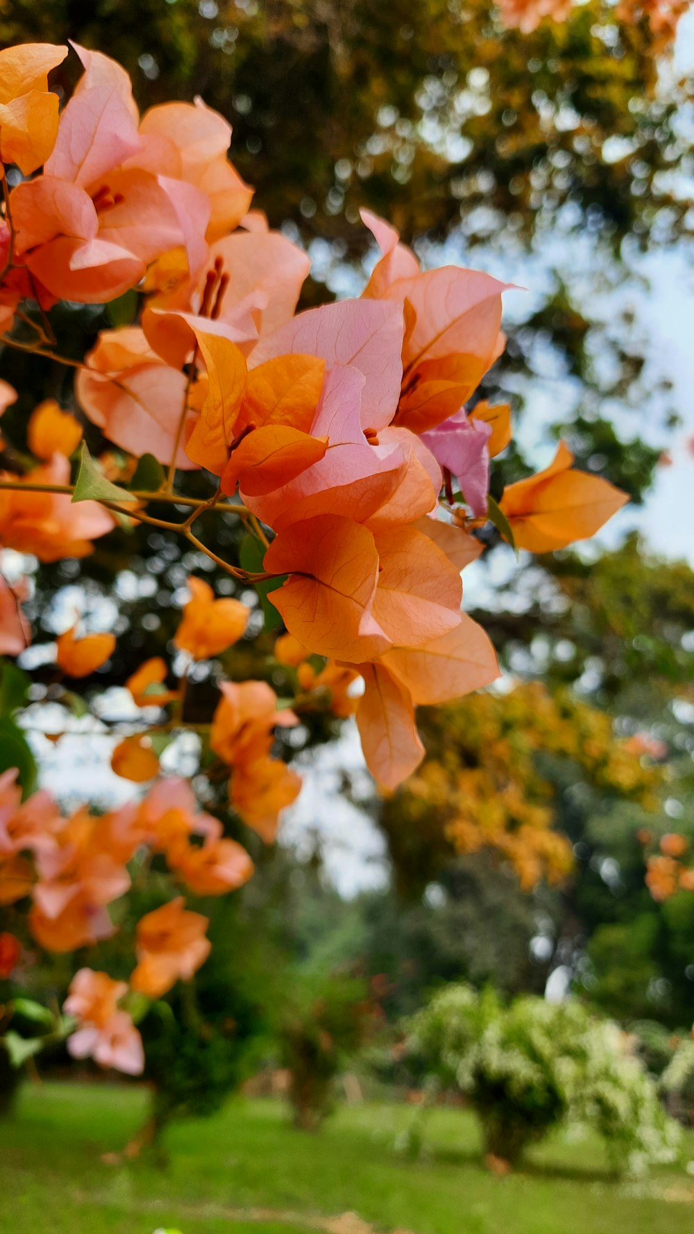 a tree filled with lots of orange flowers