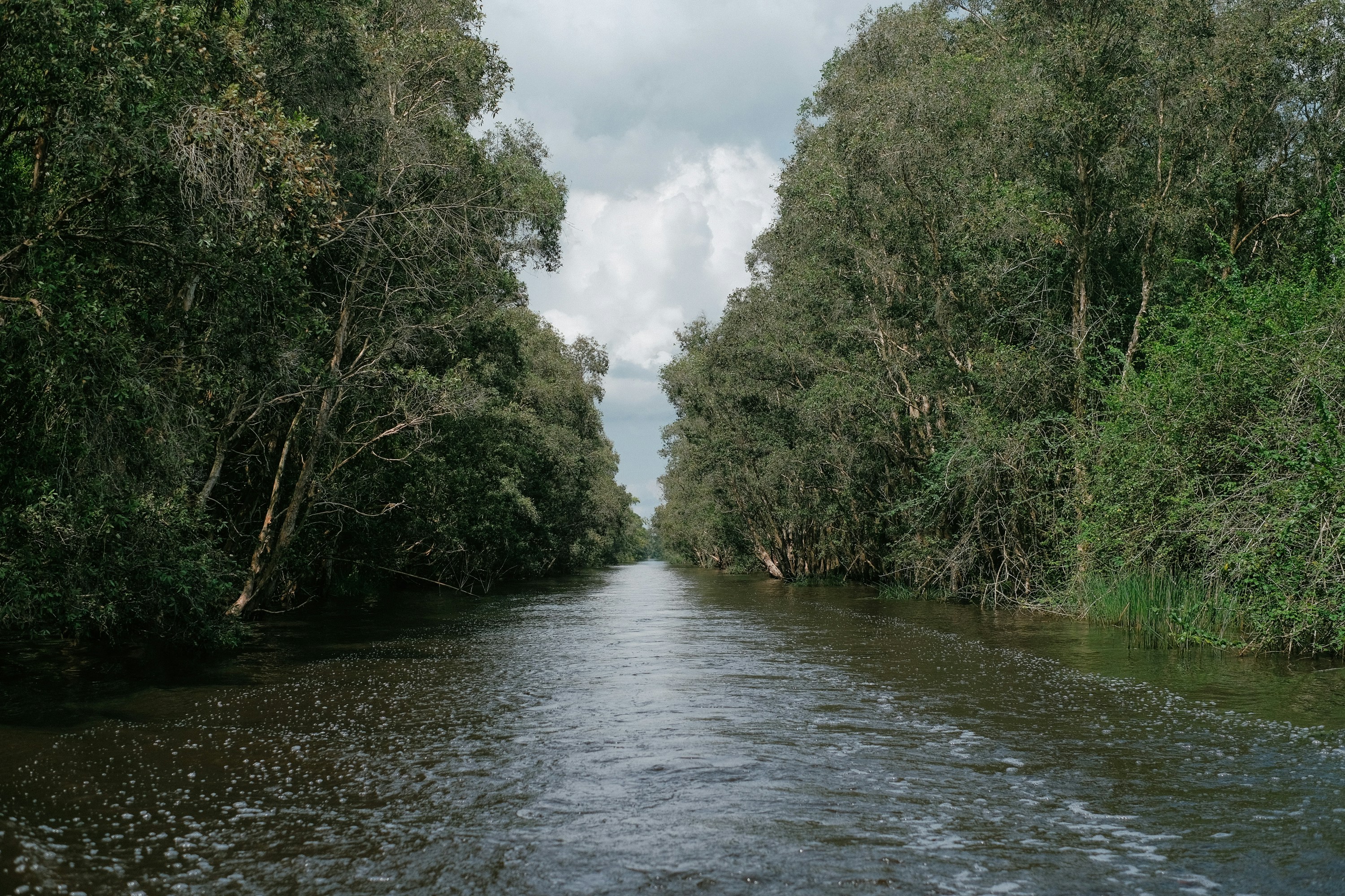 a river running through a lush green forest