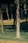 A park setting with several trees casting shadows on a grassy area. Sunlight filters through the branches, highlighting the texture of the tree trunks. A water sprinkler system can be seen watering the grass.