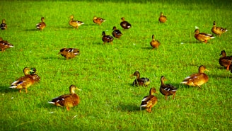 Shell Decoys: Lighter and more portable than full-body decoys, they are a good option for hunters on