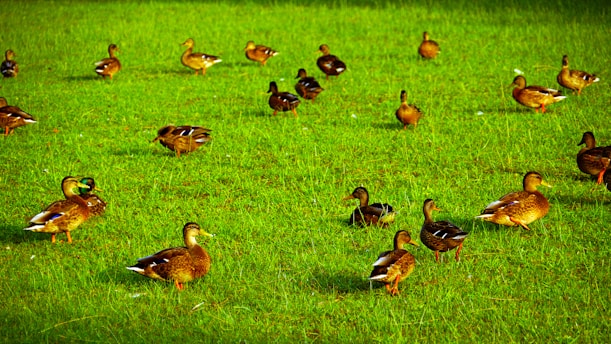 Shell Decoys: Lighter and more portable than full-body decoys, they are a good option for hunters on