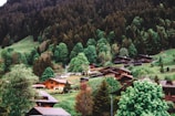 Charming wooden cabins surrounded by lush green trees on a hillside. The dense forest provides a serene backdrop, while patches of green grass and occasional cattle grazing add to the rural charm.