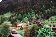 Charming wooden cabins surrounded by lush green trees on a hillside. The dense forest provides a serene backdrop, while patches of green grass and occasional cattle grazing add to the rural charm.
