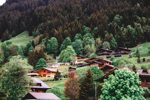 Cozy farmstay cottages nestled among tall trees with mountain views in the background