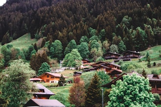 Charming wooden cabins surrounded by lush green trees on a hillside. The dense forest provides a serene backdrop, while patches of green grass and occasional cattle grazing add to the rural charm.