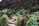 Charming wooden cabins surrounded by lush green trees on a hillside. The dense forest provides a serene backdrop, while patches of green grass and occasional cattle grazing add to the rural charm.