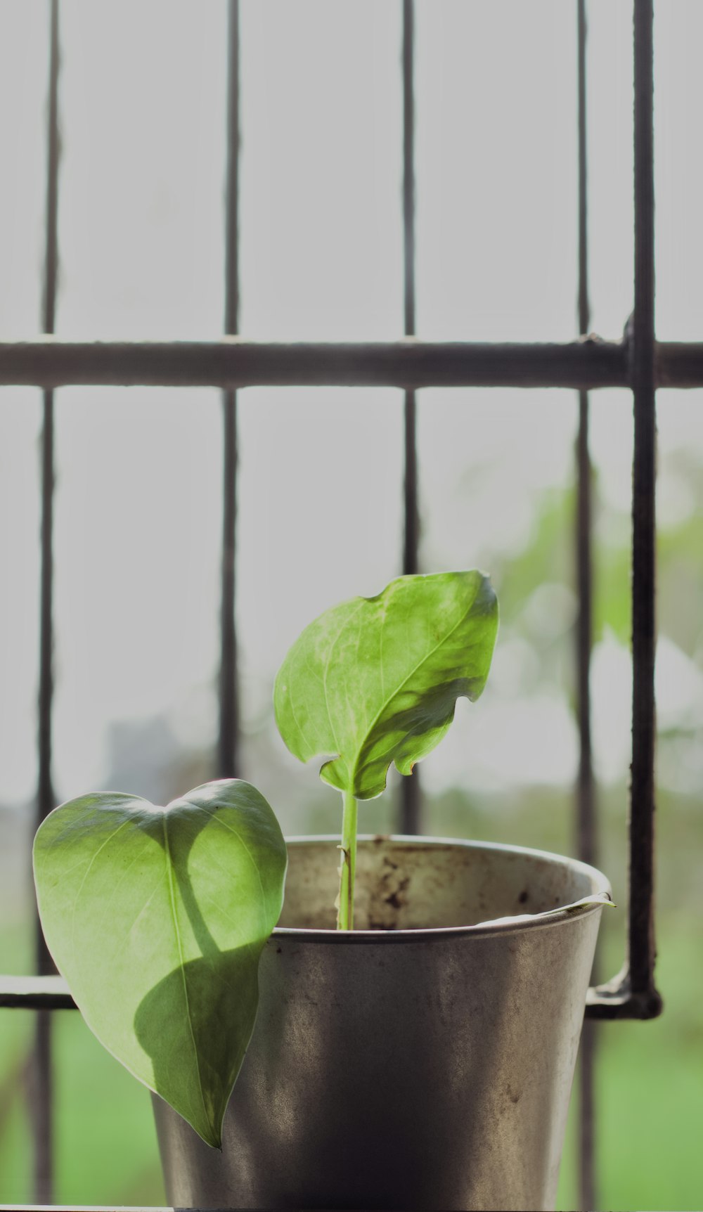 a plant in a pot on a window sill