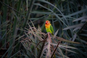 a colorful bird sitting on top of a plant