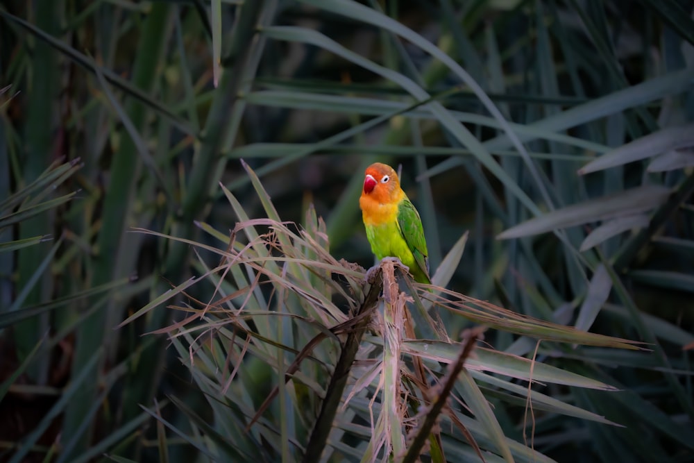 식물 위에 앉아있는 다채로운 새