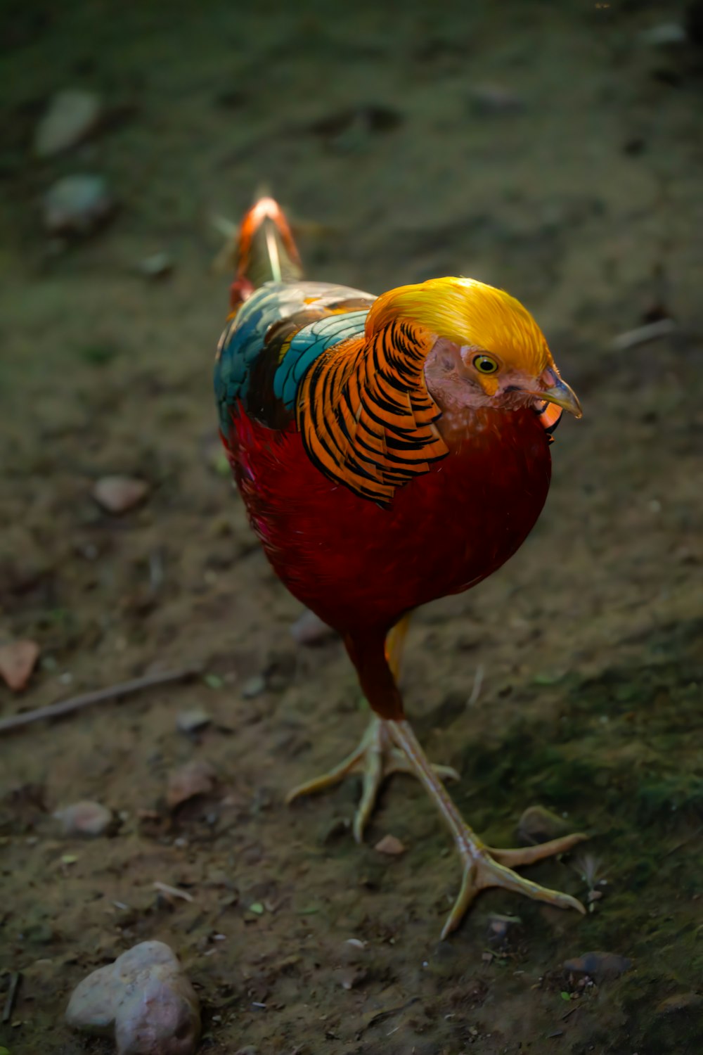 a colorful bird standing on top of a dirt field