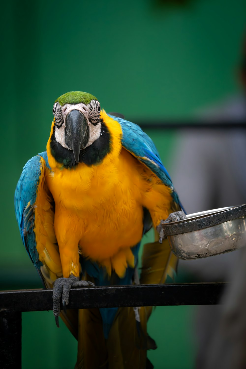 um papagaio azul e amarelo sentado em cima de uma barra de metal