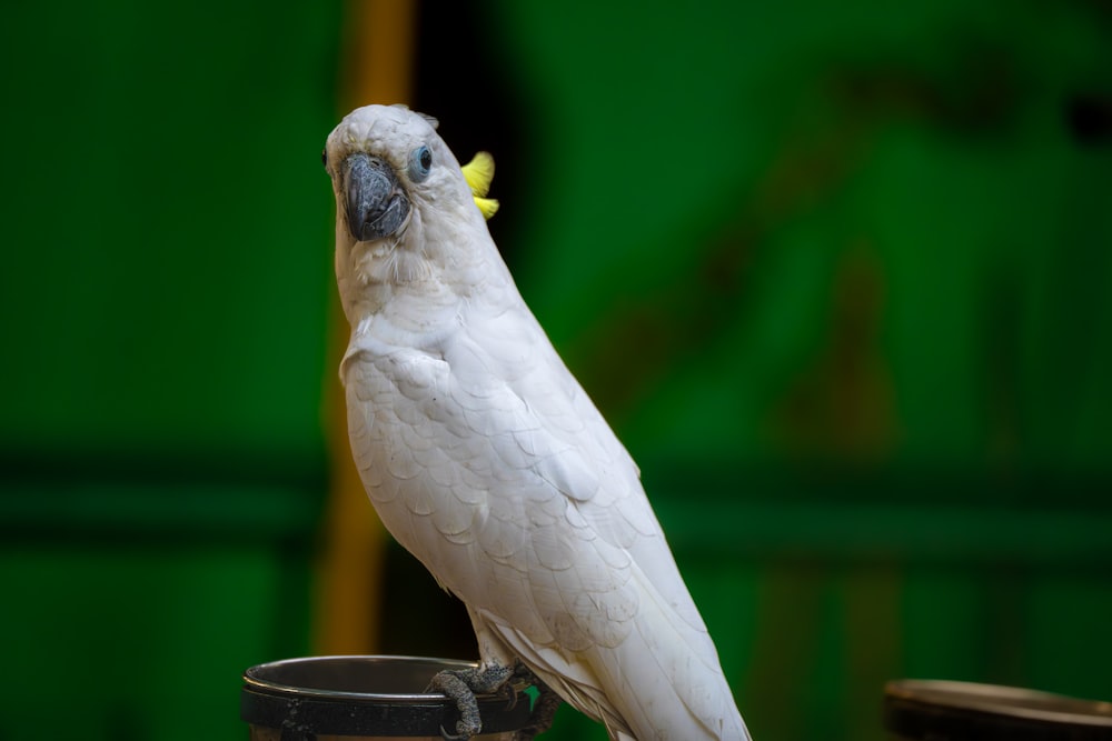 ein weißer Papagei sitzt auf einem Becher