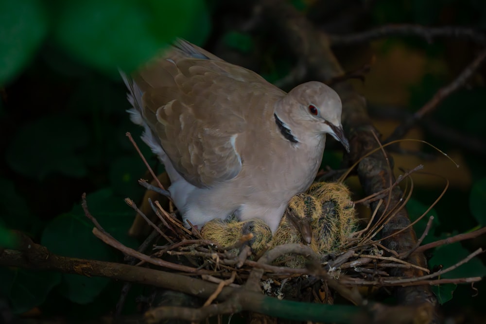 a bird sitting on top of a nest in a tree