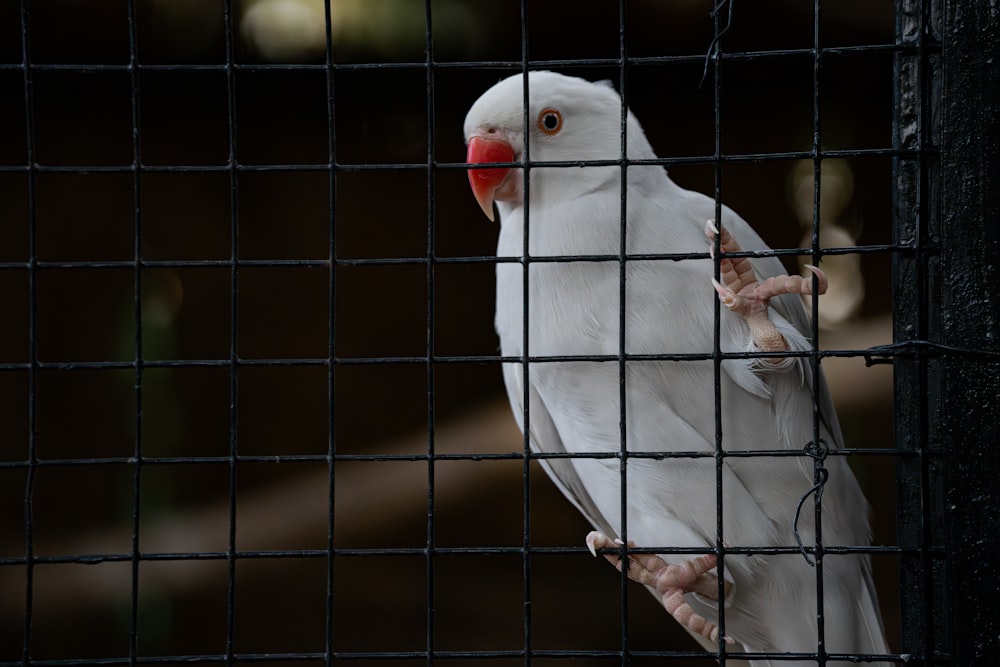 a white bird sitting on top of a cage